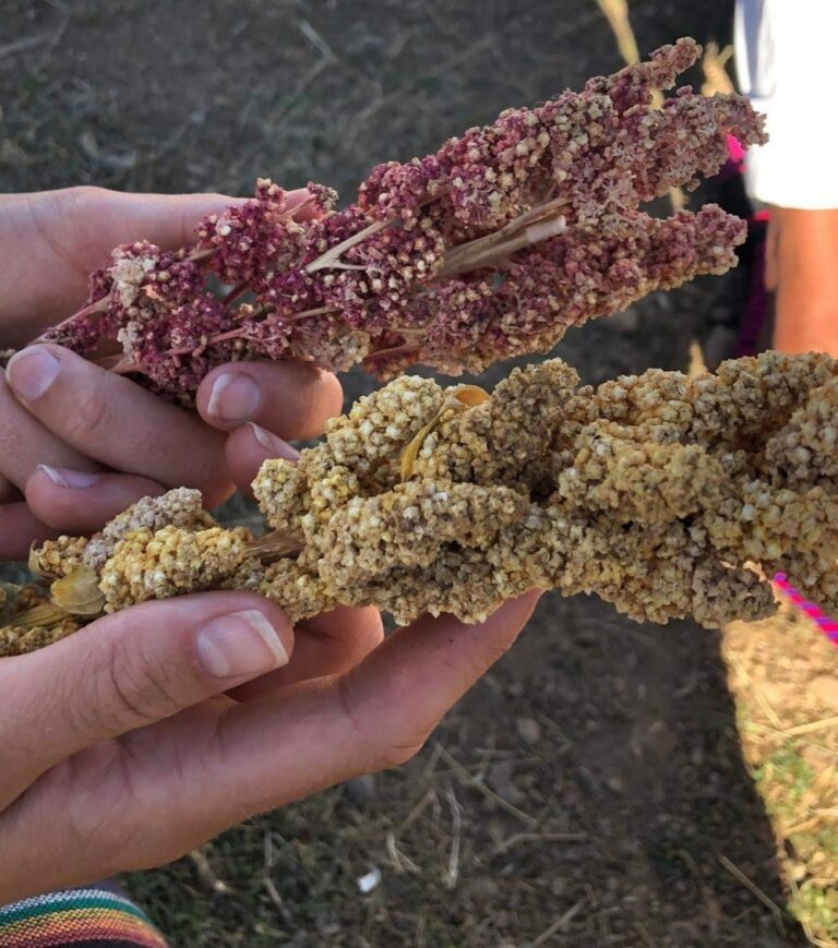 Turistas cocinando con quinoa en taller de cocina tradicional